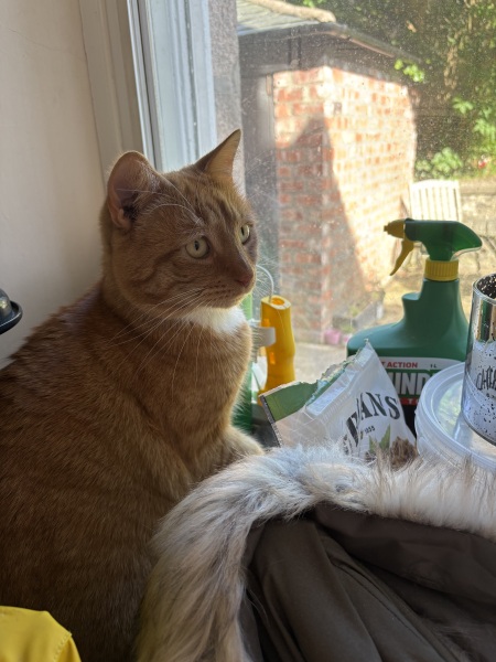 Sense check needed - puking cat