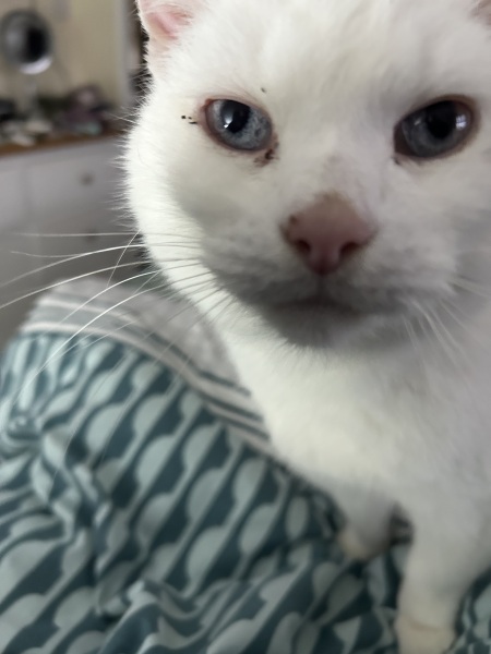 This is a picture of my cat. Where is a picture of your cat?