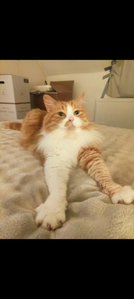 Is this a known cat pose or is mine just a (beautiful) weirdo?