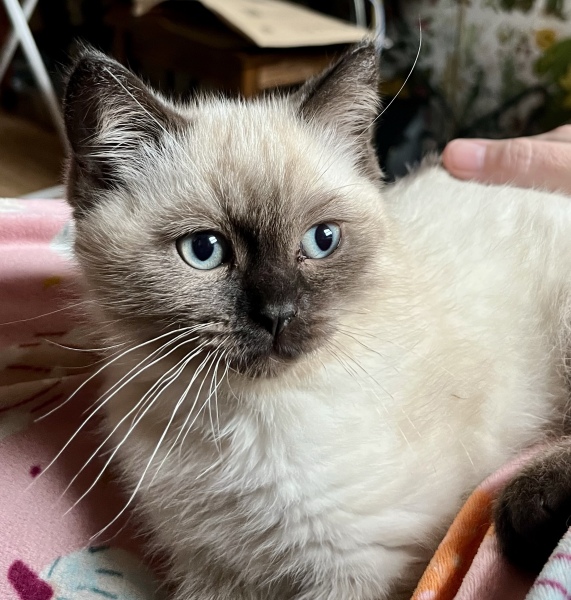 This is a picture of my cat. Where is a picture of your cat?