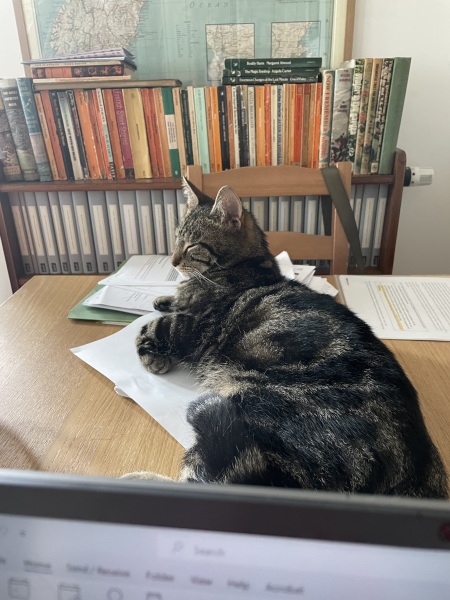 OMG my visitor cat was actually a stray cat and is going to become officially mine - I have questions!  And he needs a name