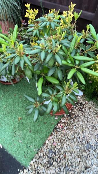 What has happened to my rhododendron?