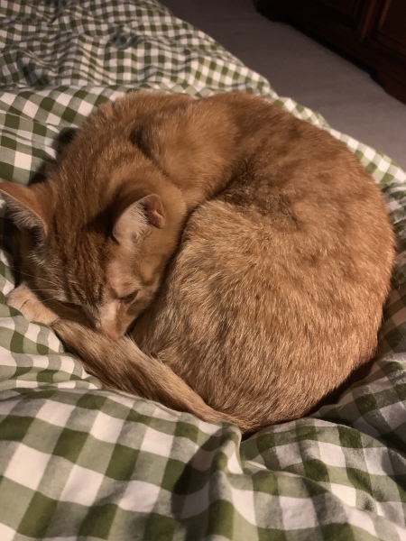 This is a picture of my cat. Where is a picture of your cat?