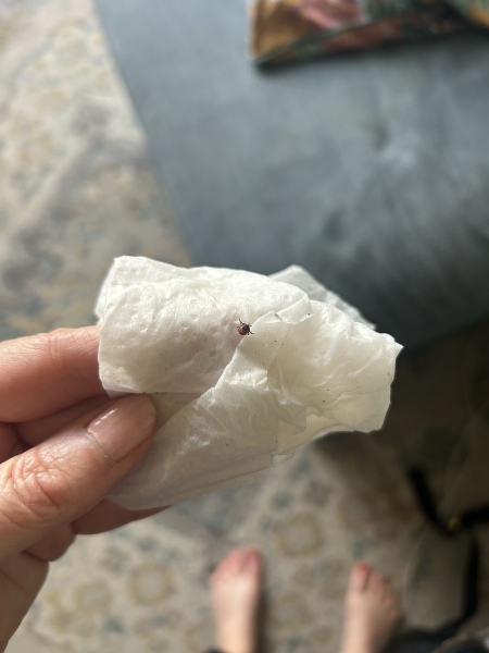 Are these ticks?