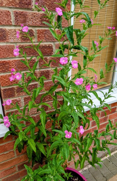 Weeds Have Rights Too !