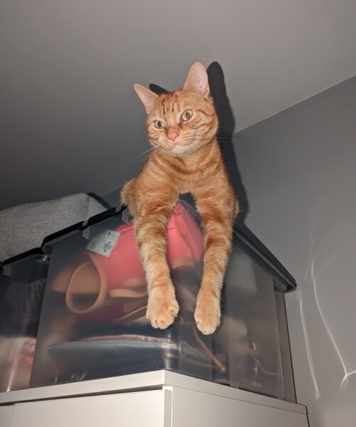 Is this a known cat pose or is mine just a (beautiful) weirdo?