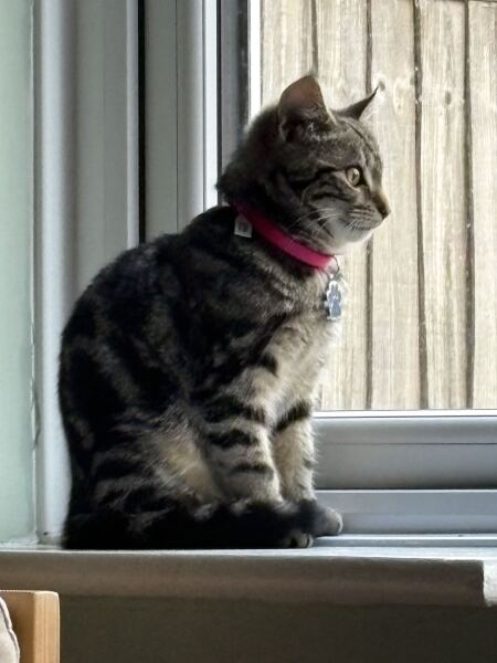 This is a picture of my cat. Where is a picture of your cat?