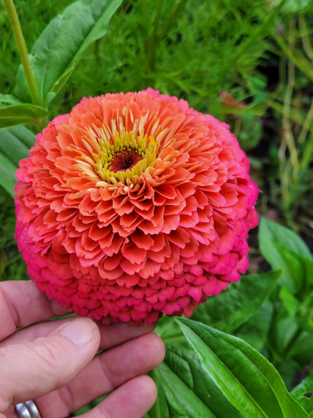 What have you done in the garden today? Part 8