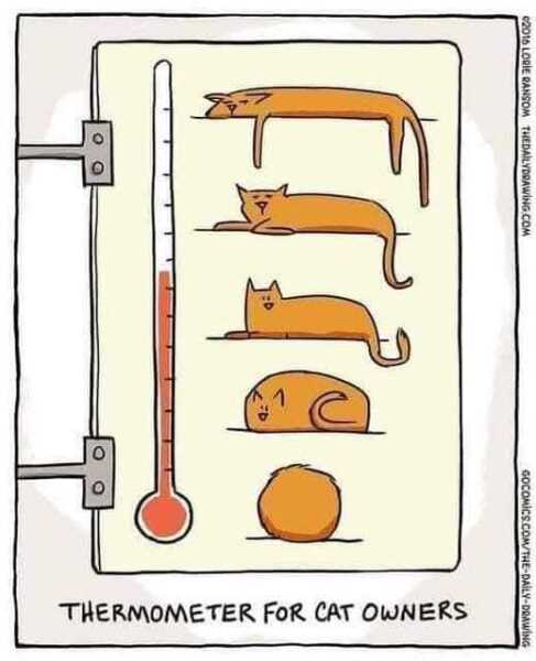 Get A Compass! The Excellent Cats embrace a new rallying cry
