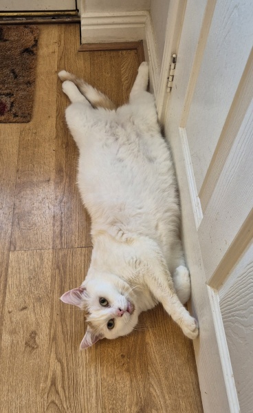 My cat is melting and running down the arm of the sofa.