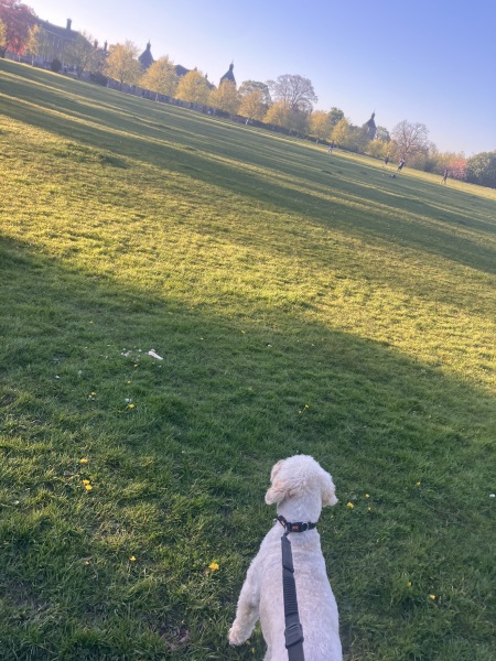 Cockapoo or Cavapoo