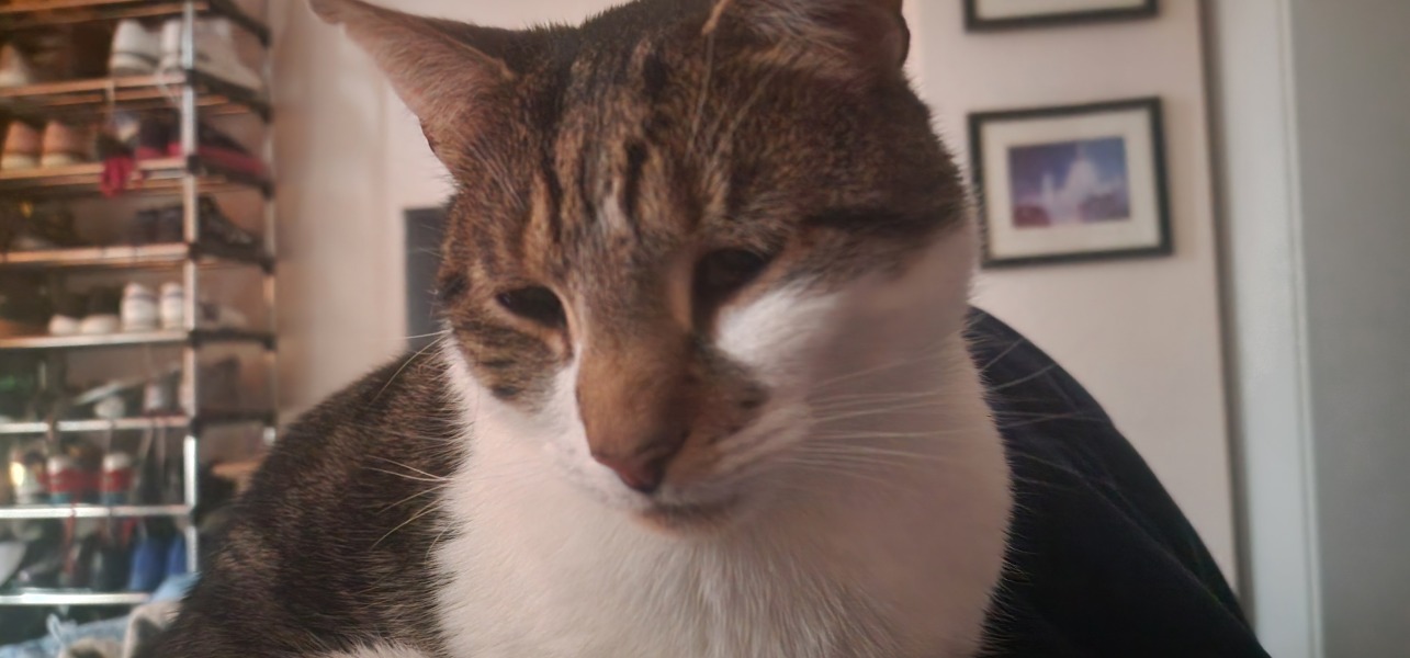This is a picture of my cat. Where is a picture of your cat?
