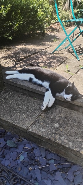 This is a picture of my cat. Where is a picture of your cat?