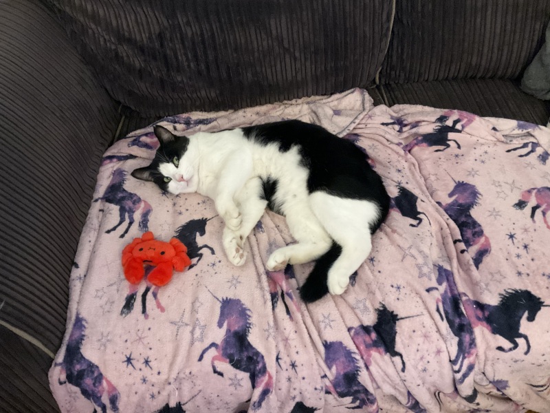 OMG my visitor cat was actually a stray cat and is going to become officially mine - I have questions!  And he needs a name
