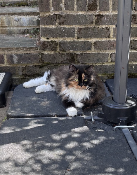 This is a picture of my cat. Where is a picture of your cat?