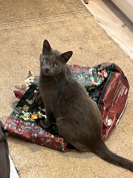 This is a picture of my cat. Where is a picture of your cat?