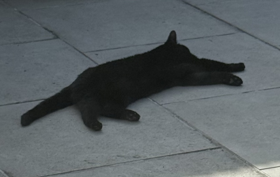 My cat is melting and running down the arm of the sofa.