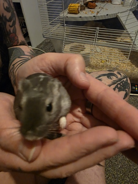 The Gerbil World Cup at the Bluestocking!