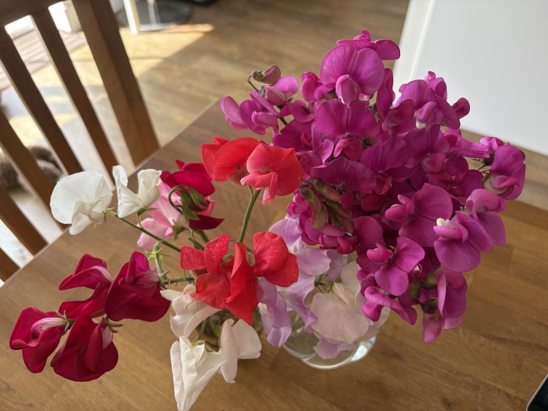 What have you done in the garden today? Part 9