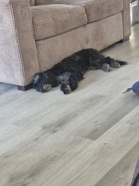 Heatwave! How are your doggos?