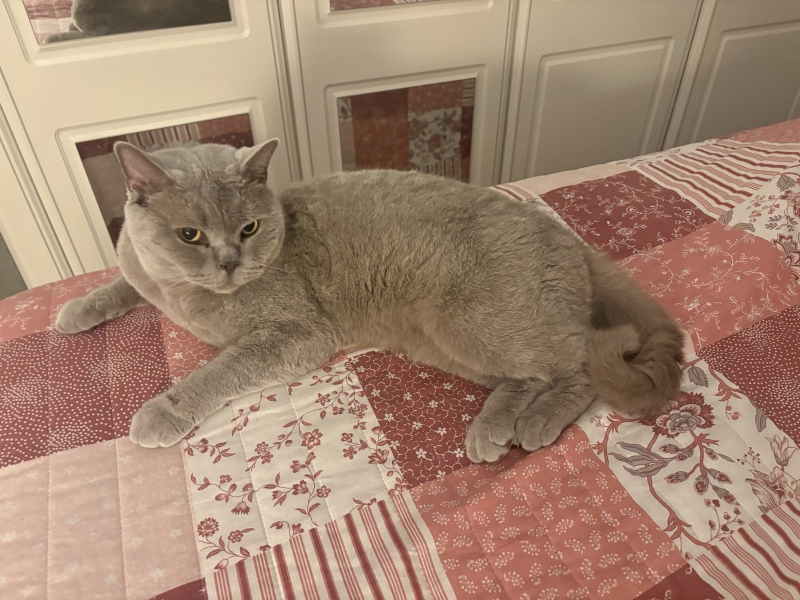 This is a picture of my cat. Where is a picture of your cat?