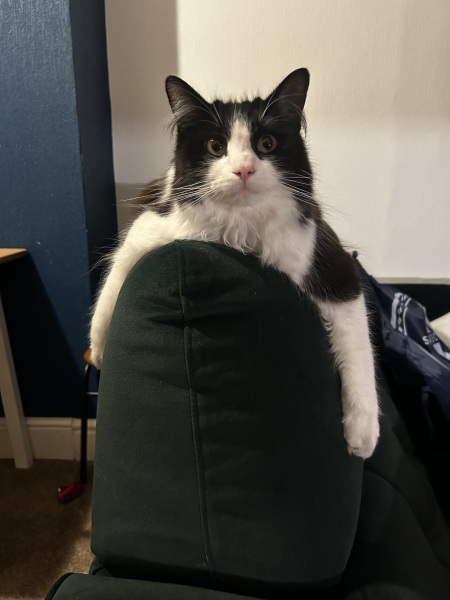 Is this a known cat pose or is mine just a (beautiful) weirdo?