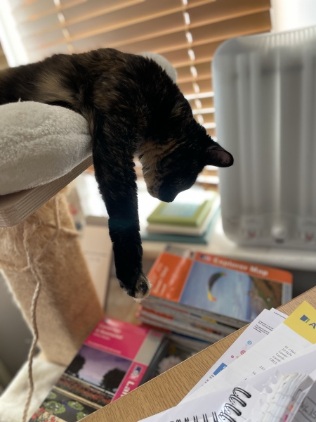 This is a picture of my cat. Where is a picture of your cat?