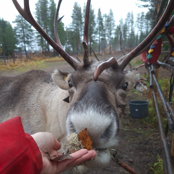 Lapland holiday 2026