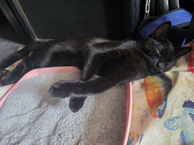 My cat is melting and running down the arm of the sofa.