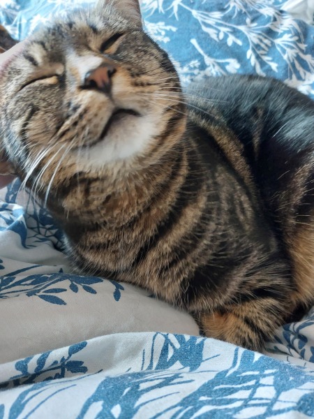 This is a picture of my cat. Where is a picture of your cat?