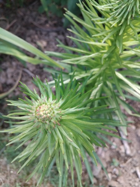 Can anyone identify this plant/weed