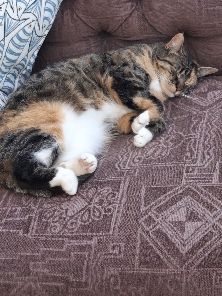 Cat is sulking.