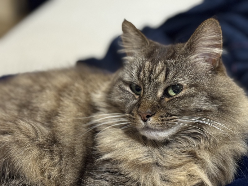 This is a picture of my cat. Where is a picture of your cat?