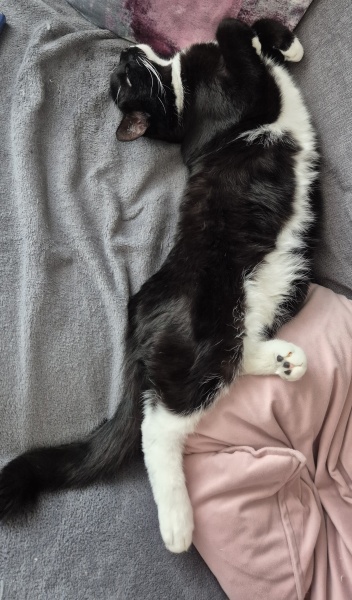 This is a picture of my cat. Where is a picture of your cat?