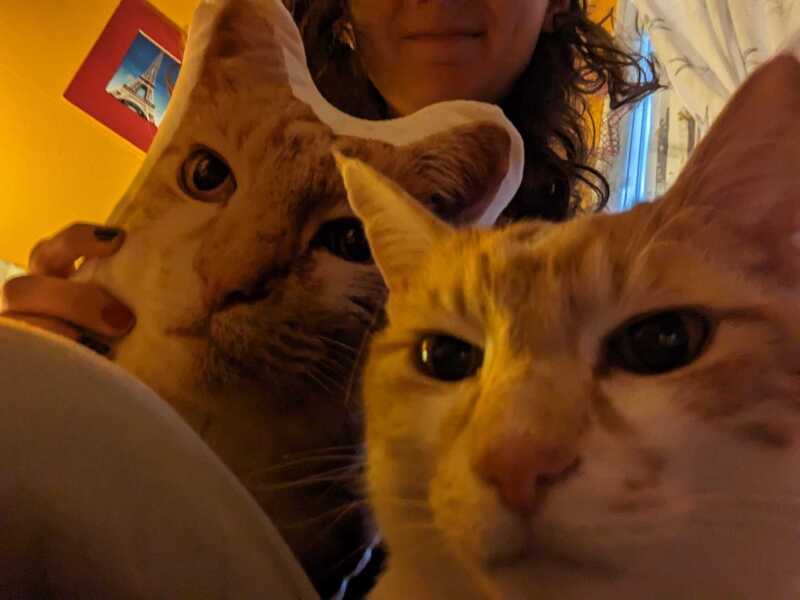 Cat themed presents
