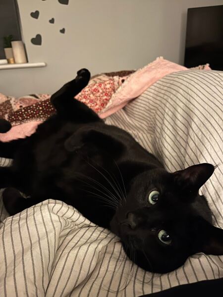 Is this a known cat pose or is mine just a (beautiful) weirdo?