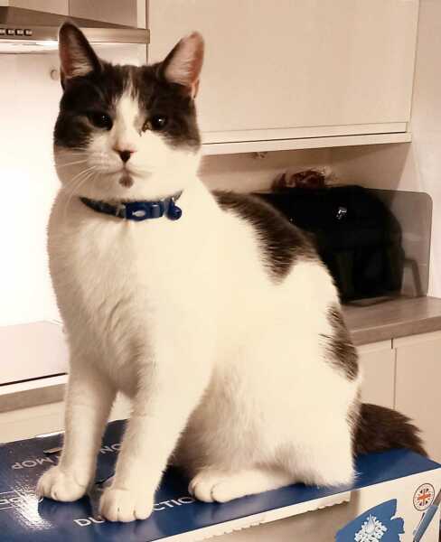 This is a picture of my cat. Where is a picture of your cat?