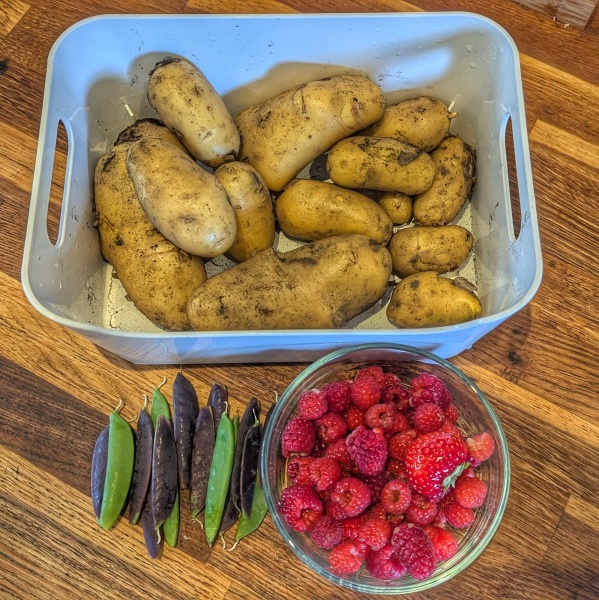 2026 Allotmenteers - have we lost the plot?!