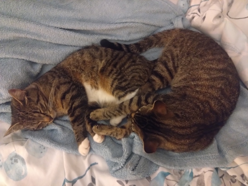 A really stupid question: but how often do you feed your cat?