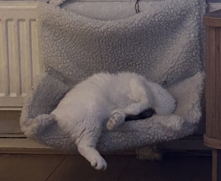 Is this a known cat pose or is mine just a (beautiful) weirdo?
