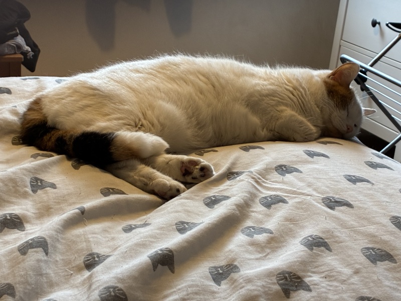 Get A Compass! The Excellent Cats embrace a new rallying cry