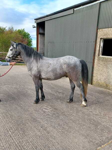 Vetting unstarted 3yr old