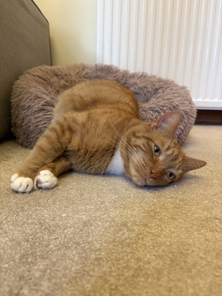 Is this a known cat pose or is mine just a (beautiful) weirdo?