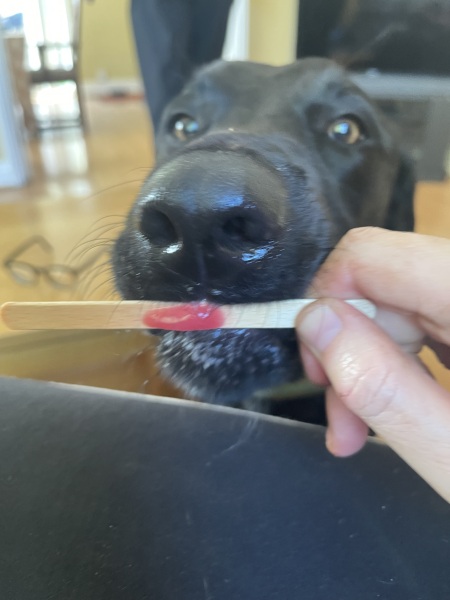 What is your dogs unusual skill?