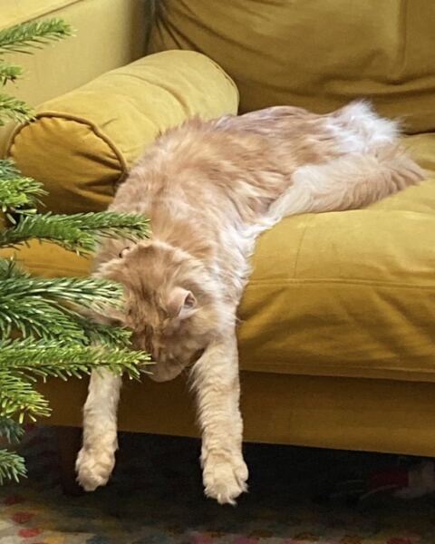Is this a known cat pose or is mine just a (beautiful) weirdo?