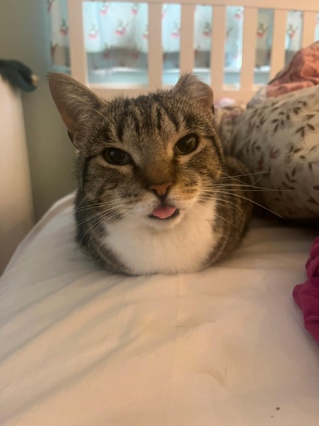 This is a picture of my cat. Where is a picture of your cat?