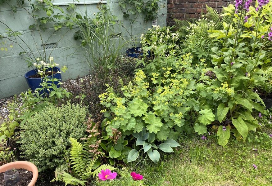 Garden patch very crammed!