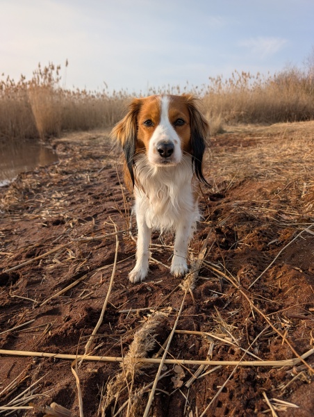 Anyone else living with a beautiful, sensitive weirdo? (Kooikerhondje owners thread)