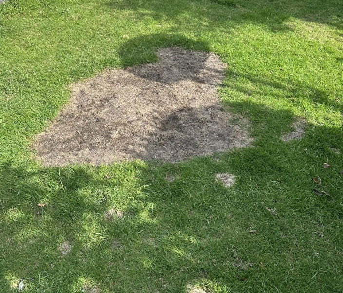 AIBU to need ideas to help brown grass patch before the landlord inspection?