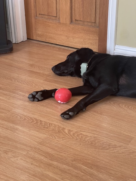 Heatwave! How are your doggos?
